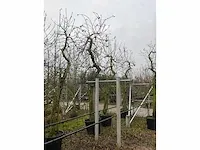 Appelboom elstar (3x) - afbeelding 2 van  4