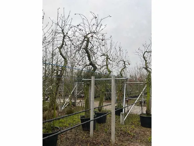 Appelboom elstar (3x) - afbeelding 3 van  4