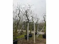 Appelboom elstar (3x) - afbeelding 3 van  4