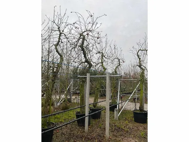 Appelboom elstar (3x) - afbeelding 4 van  4