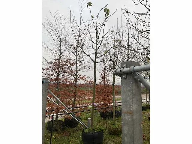 Appelboom goudreinette - afbeelding 2 van  3