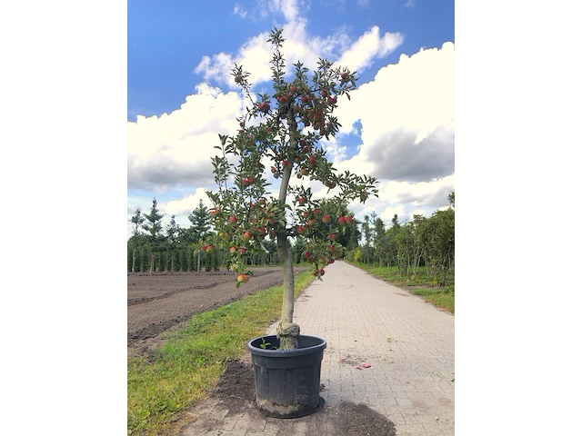 Appelboom malus 'elstar', fruitgaardboom, vruchtdragend, ca. 200 cm hoog - afbeelding 1 van  1