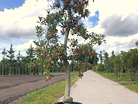 Appelboom malus 'elstar', fruitgaardboom, vruchtdragend, ca. 200 cm hoog - afbeelding 1 van  1
