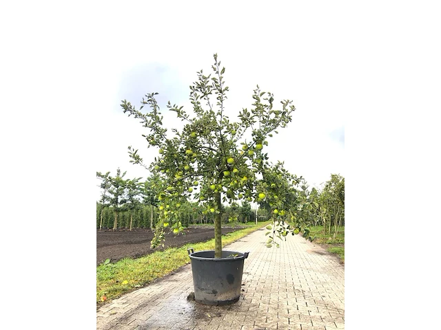 Appelboom malus 'lombarts calville', halfstam, vruchtdragend, ca. 2 m hoog - afbeelding 1 van  3