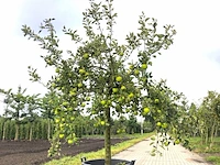 Appelboom malus 'lombarts calville', halfstam, vruchtdragend, ca. 2 m hoog - afbeelding 1 van  3