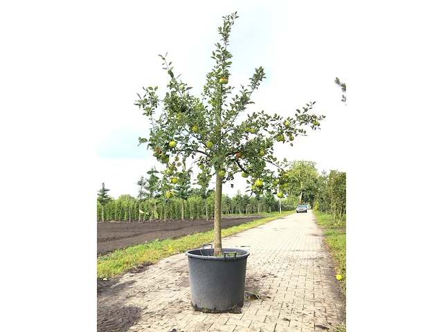 Appelboom malus 'lombarts calville', halfstam, vruchtdragend, ca. 2 m hoog - afbeelding 2 van  3