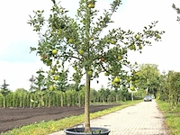 Appelboom malus 'lombarts calville', halfstam, vruchtdragend, ca. 2 m hoog - afbeelding 2 van  3