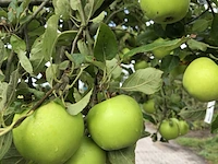 Appelboom malus 'lombarts calville', halfstam, vruchtdragend, ca. 2 m hoog - afbeelding 3 van  3