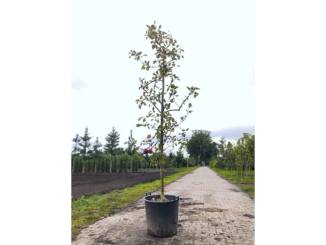 Appelboom malus 'redlove', fruitgaardboom, rode appel, ca. 2 m hoog - afbeelding 1 van  3