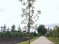 Appelboom malus 'redlove', fruitgaardboom, rode appel, ca. 2 m hoog - afbeelding 1 van  3