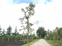 Appelboom malus 'redlove', fruitgaardboom, rode appel, ca. 2 m hoog - afbeelding 2 van  3