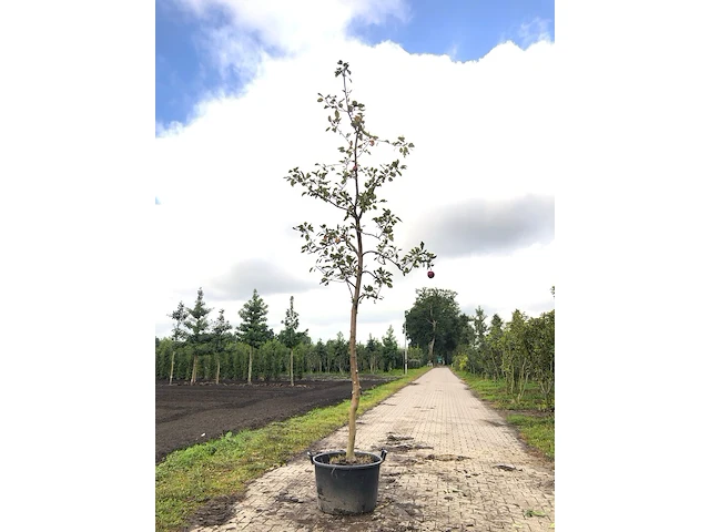 Appelboom malus 'redlove', hoogstam, rode appel, ca. 4 m hoog - afbeelding 1 van  2