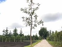 Appelboom malus 'redlove', hoogstam, rode appel, ca. 4 m hoog - afbeelding 1 van  2