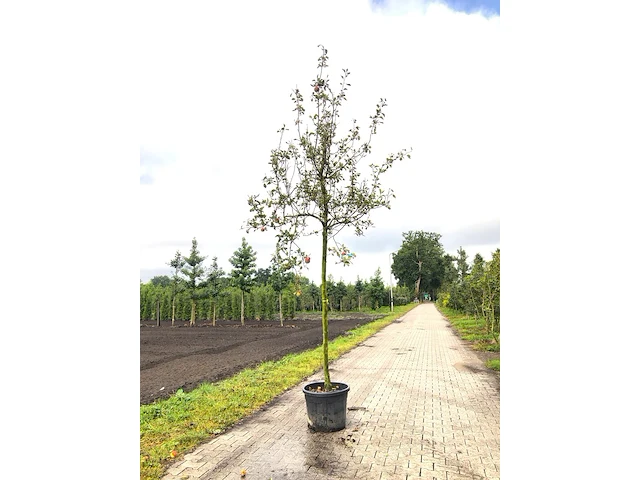 Appelboom malus 'rode jonathan', hoogstam, vruchtdragend, ca. 4 m hoog - afbeelding 1 van  2