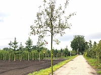 Appelboom malus 'rode jonathan', hoogstam, vruchtdragend, ca. 4 m hoog - afbeelding 1 van  2