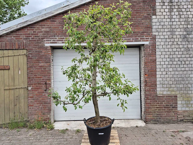Appelboom pinova - fruit tree - malus domestica - hoogte ca. 280 cm - afbeelding 1 van  6