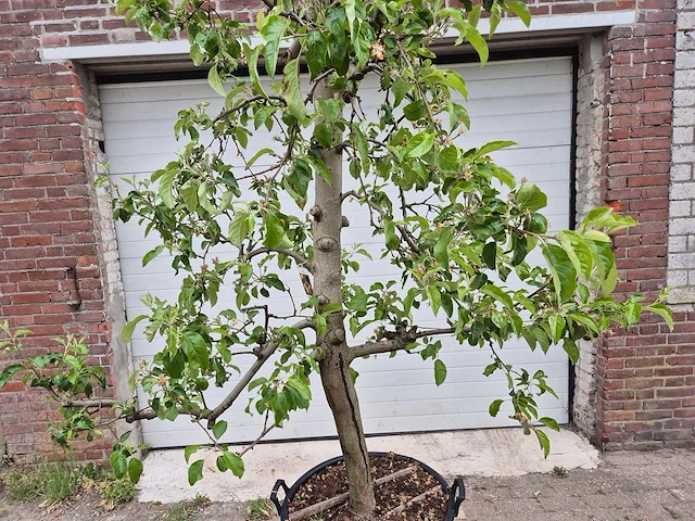 Appelboom pinova - fruit tree - malus domestica - hoogte ca. 280 cm - afbeelding 2 van  6