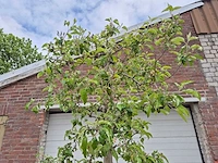 Appelboom pinova - fruit tree - malus domestica - hoogte ca. 280 cm - afbeelding 3 van  6