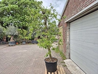 Appelboom pinova - fruit tree - malus domestica - hoogte ca. 280 cm - afbeelding 4 van  6