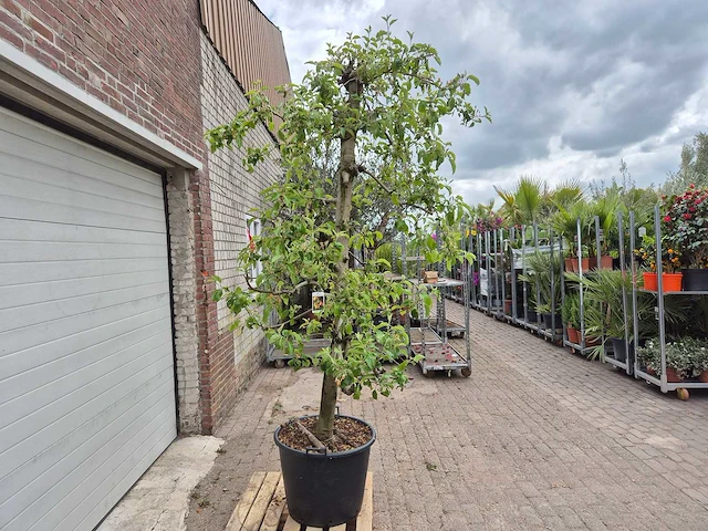 Appelboom pinova - fruit tree - malus domestica - hoogte ca. 280 cm - afbeelding 5 van  6