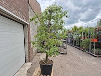 Appelboom pinova - fruit tree - malus domestica - hoogte ca. 280 cm - afbeelding 5 van  6