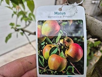 Appelboom pinova - fruit tree - malus domestica - hoogte ca. 280 cm - afbeelding 6 van  6