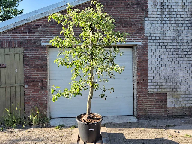 Appelboom pinova - fruit tree - malus domestica - hoogte ca. 280 cm - afbeelding 1 van  5
