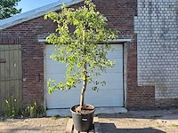 Appelboom pinova - fruit tree - malus domestica - hoogte ca. 280 cm - afbeelding 1 van  5