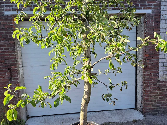 Appelboom pinova - fruit tree - malus domestica - hoogte ca. 280 cm - afbeelding 2 van  5