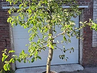 Appelboom pinova - fruit tree - malus domestica - hoogte ca. 280 cm - afbeelding 2 van  5