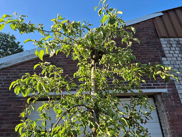 Appelboom pinova - fruit tree - malus domestica - hoogte ca. 280 cm - afbeelding 3 van  5