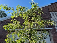 Appelboom pinova - fruit tree - malus domestica - hoogte ca. 280 cm - afbeelding 3 van  5