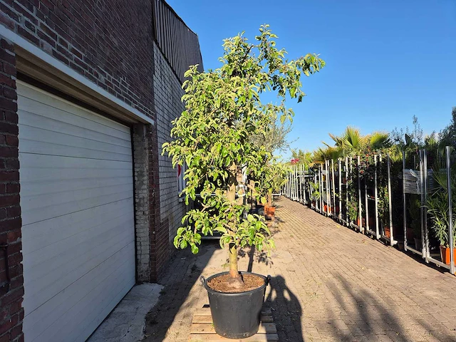 Appelboom pinova - fruit tree - malus domestica - hoogte ca. 280 cm - afbeelding 4 van  5