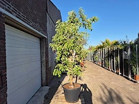 Appelboom pinova - fruit tree - malus domestica - hoogte ca. 280 cm - afbeelding 4 van  5