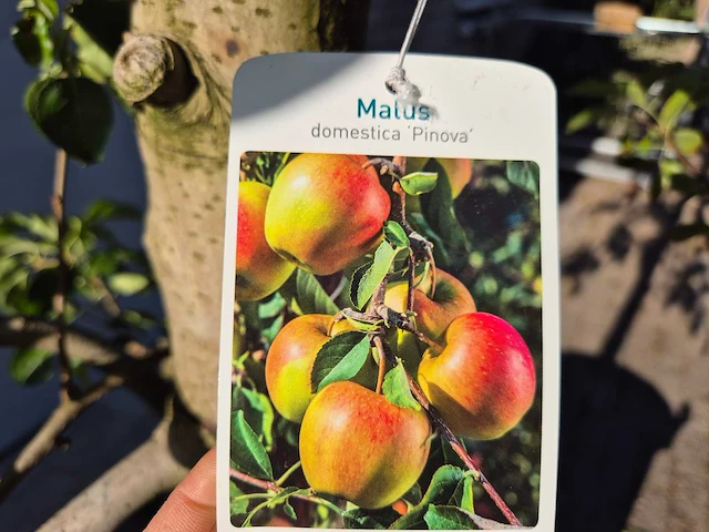 Appelboom pinova - fruit tree - malus domestica - hoogte ca. 280 cm - afbeelding 5 van  5