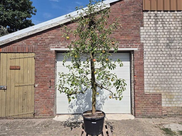 Appelboom pinova - fruit tree - malus domestica - hoogte ca. 280 cm - afbeelding 1 van  6