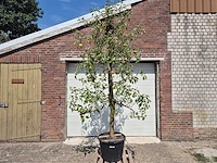 Appelboom pinova - fruit tree - malus domestica - hoogte ca. 280 cm - afbeelding 1 van  6