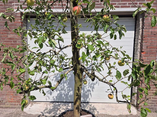 Appelboom pinova - fruit tree - malus domestica - hoogte ca. 280 cm - afbeelding 2 van  6