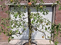 Appelboom pinova - fruit tree - malus domestica - hoogte ca. 280 cm - afbeelding 2 van  6