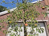 Appelboom pinova - fruit tree - malus domestica - hoogte ca. 280 cm - afbeelding 3 van  6
