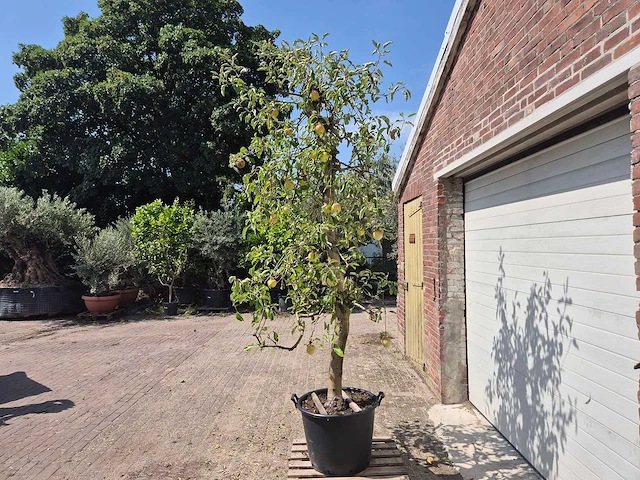 Appelboom pinova - fruit tree - malus domestica - hoogte ca. 280 cm - afbeelding 4 van  6