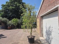 Appelboom pinova - fruit tree - malus domestica - hoogte ca. 280 cm - afbeelding 4 van  6