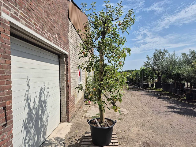 Appelboom pinova - fruit tree - malus domestica - hoogte ca. 280 cm - afbeelding 5 van  6