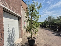 Appelboom pinova - fruit tree - malus domestica - hoogte ca. 280 cm - afbeelding 5 van  6