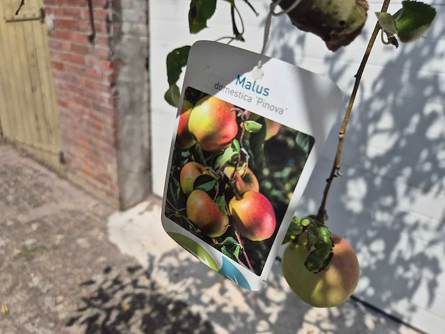 Appelboom pinova - fruit tree - malus domestica - hoogte ca. 280 cm - afbeelding 6 van  6