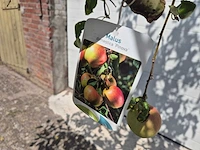 Appelboom pinova - fruit tree - malus domestica - hoogte ca. 280 cm - afbeelding 6 van  6