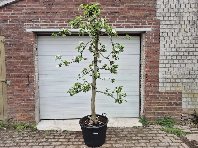 Appelboom rode boskoop - fruit tree - malus domestica - hoogte ca. 280 cm - afbeelding 1 van  4