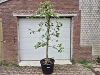 Appelboom rode boskoop - fruit tree - malus domestica - hoogte ca. 280 cm