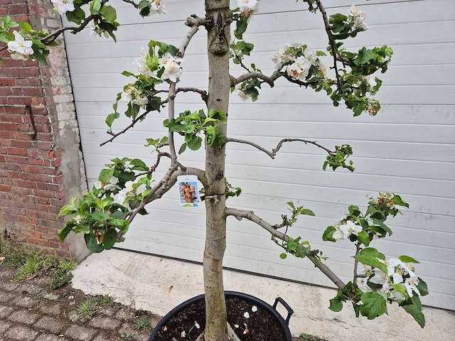 Appelboom rode boskoop - fruit tree - malus domestica - hoogte ca. 280 cm - afbeelding 2 van  4