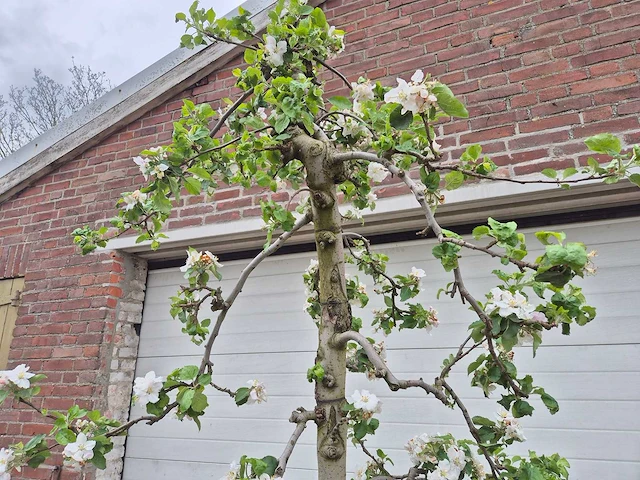 Appelboom rode boskoop - fruit tree - malus domestica - hoogte ca. 280 cm - afbeelding 3 van  4